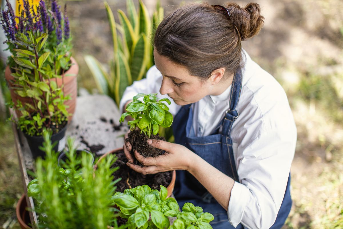 Top 7 Heat-Tolerant Herbs for Small Spaces.jpg